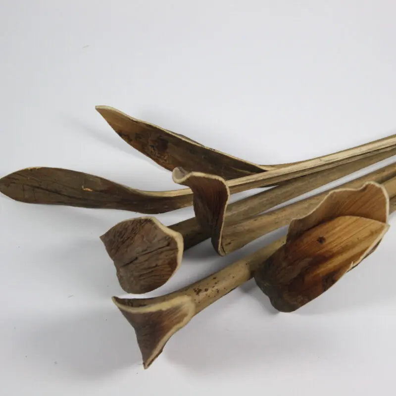 Skohornskvist (7. styk/pak)