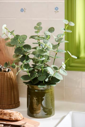 Plante - Eukalyptus, Plastik