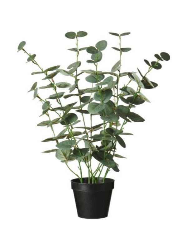 Plante - Eukalyptus, Plastik